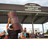 Igarapé-Miri se Consolida como Líder Absoluto na Produção de Açaí no mundo